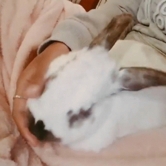 Meet your Posher, Leon - Picture 3 of 3